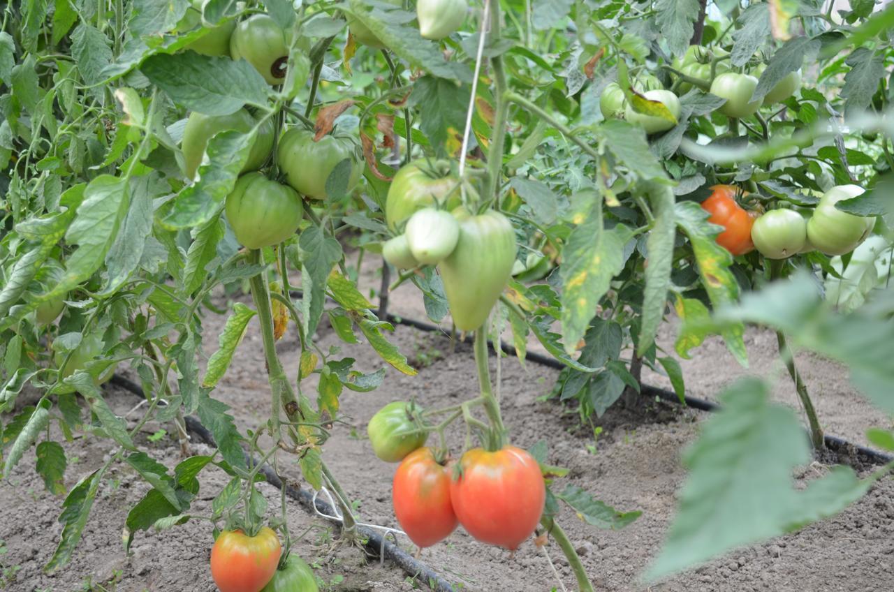 Pensiunea Koruna Poenari エクステリア 写真